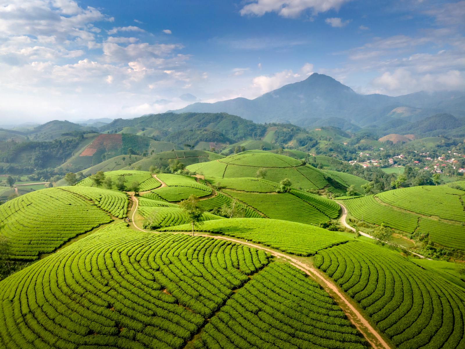 Plantación de té con paisaje montañoso al estilo de Sri Lanka