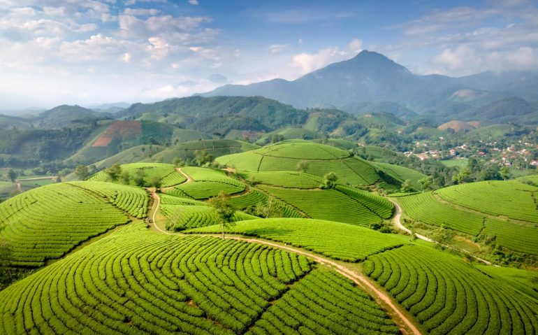 Plantación de té con paisaje montañoso al estilo de Sri Lanka